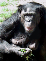 bonobo chimp